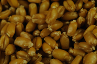 Wheat berries sprouted image